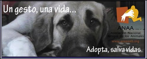 Mejor pagina para adoptar perros en España