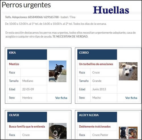 Adoptar mascota en España con huellas