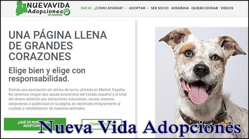 Mejores paginas adoptar perros en España