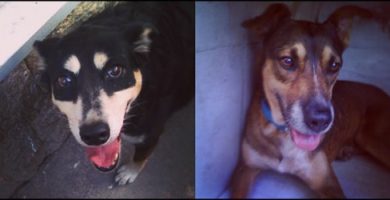 Perritas felizmente adoptadas