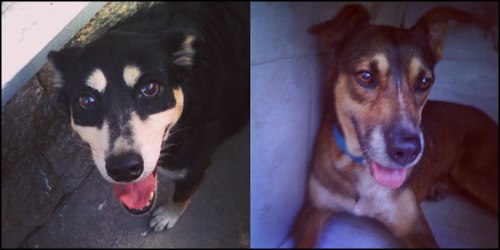 Perritas felizmente adoptadas