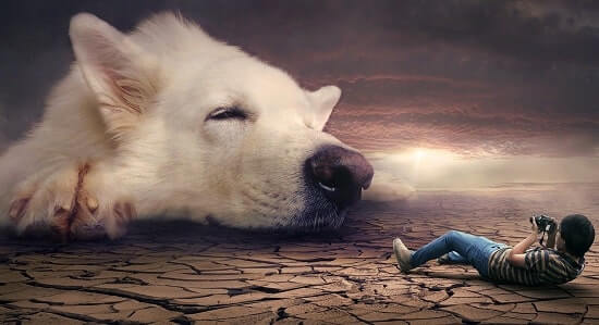 editores fotomontajes